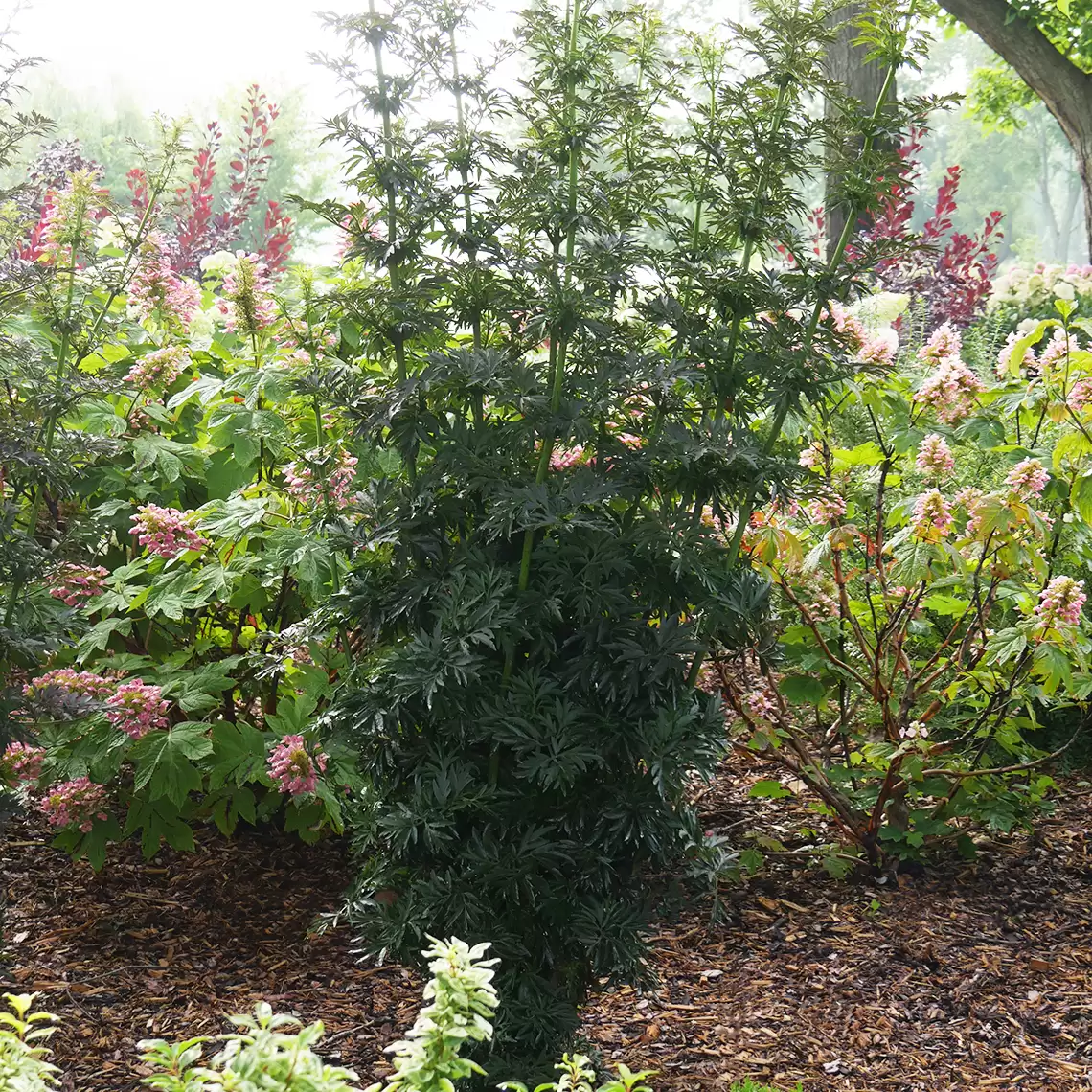 Laced Up Sambucus dark foliage in the landscape